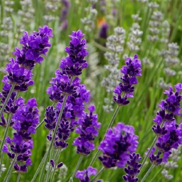 Lavender (Oải hương)