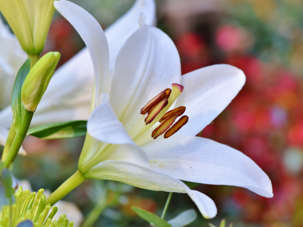 Nguồn gốc và đặc điểm của hoa Lily
