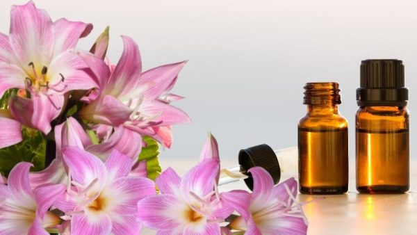 Điều gì làm nên sự đặc biệt của hương thơm hoa Lily?