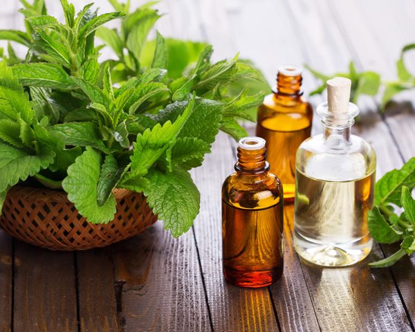 Thông tin về tinh dầu bạc hà (Peppermint essential oil)