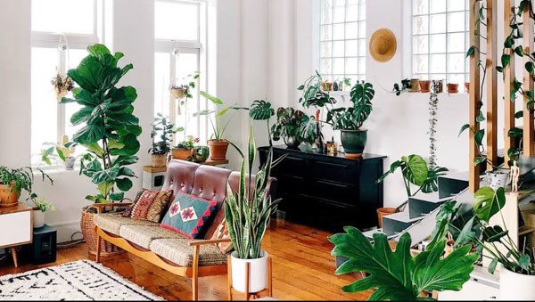 Trồng cây trong nhà giúp thoáng khí hơn