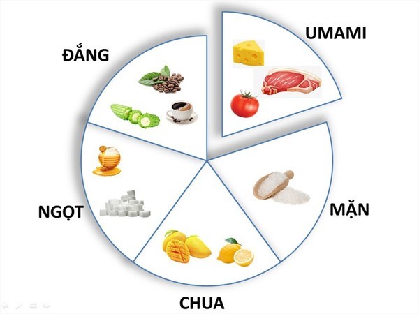 Vị Umami có lợi ích gì đối với sức khỏe của chúng ta?