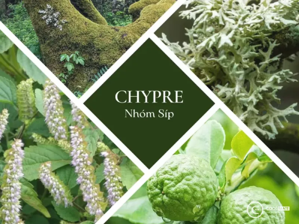 Hương Chypre là gì?
