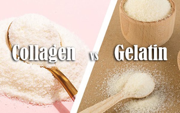 Gelatin so với collagen