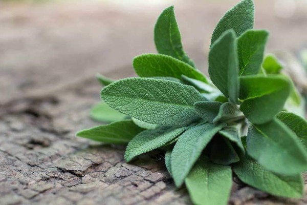 Xô thơm được biết đến với khả năng giải độc