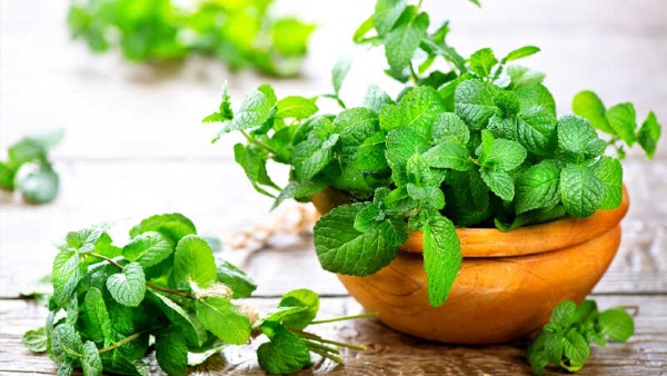 Bạc hà là một trong các loại gia vị tốt cho sức khỏe