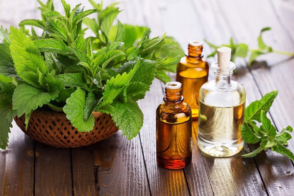 Chuẩn bị nguyên liệu cho cách làm tinh dầu bạc hà tại nhà
