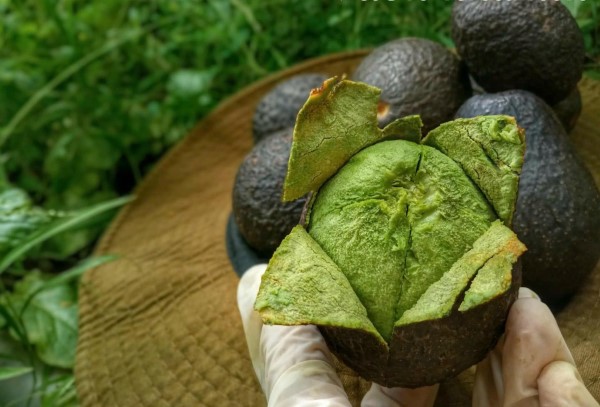 Cách làm tinh dầu bơ bằng cách nấu bơ