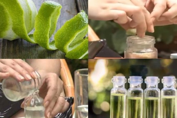 Cách làm tinh dầu bưởi với phương pháp thô sơ hoàn toàn bằng tay
