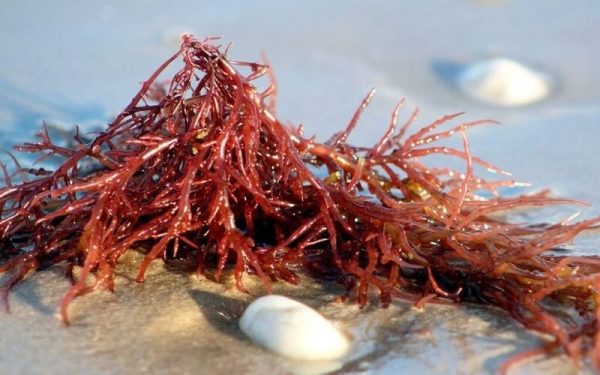 Carrageenan là gì?