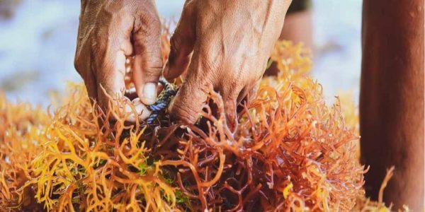 Carrageenan trong thực phẩm có gây độc không?