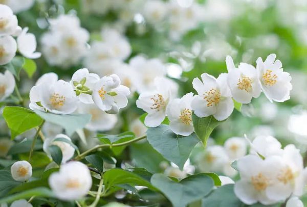 Hoa nhài (Jasmine)