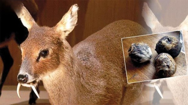 Nhựa thơm hươu xạ (Moschus moschiferus)