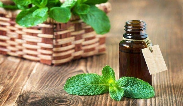 Dầu bạc hà có tác dụng kích thích hệ thần kinh