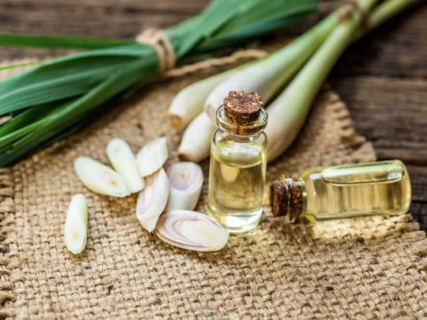 Dầu sả có tác dụng chống côn trùng