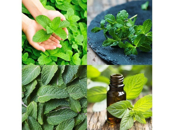 Hương bạc hà (Peppermint) với mùi hương tươi mát