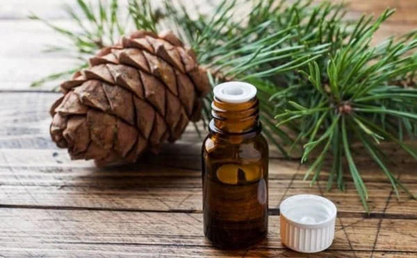 Hương gỗ tuyết tùng (Cedarwood) mang đến cảm giác ấm áp, an toàn và thư giãn