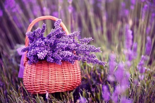Hương oải hương (Lavender) nhẹ nhàng, tinh tế có tác dụng thư giãn tinh thần