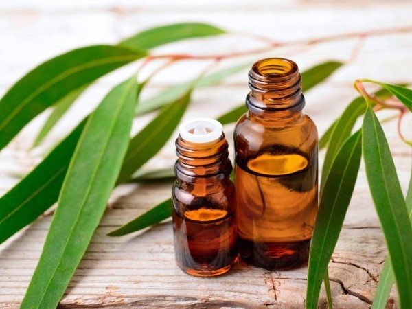 Ưu điểm của tinh dầu khuynh diệp