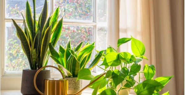 Một số loại cây xanh có khả năng kháng khuẩn và thanh lọc không khí