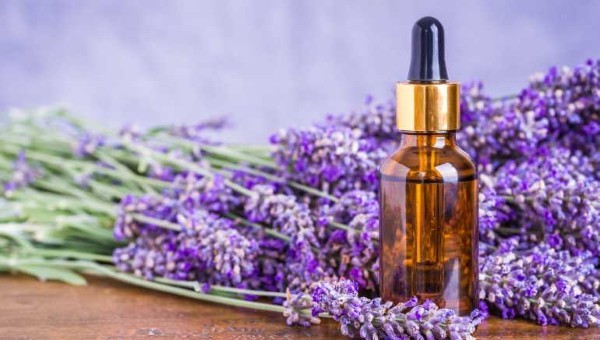 Tinh dầu Lavender được chiết xuất từ hoa của cây Lavender
