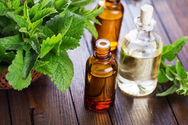 Tinh dầu Peppermint được chiết xuất từ lá cây bạc hà