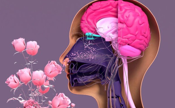 Mùi hương có một mối liên hệ mật thiết với vùng não chịu trách nhiệm