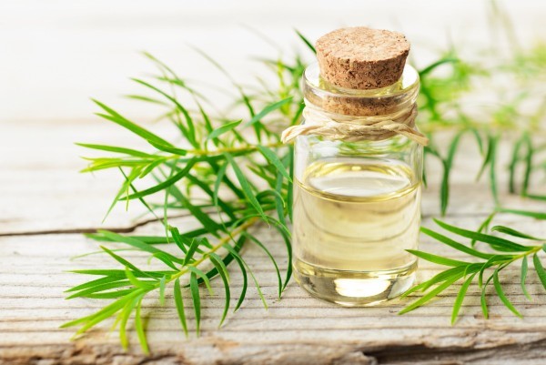 Tinh dầu tràm trà (tea tree oil)