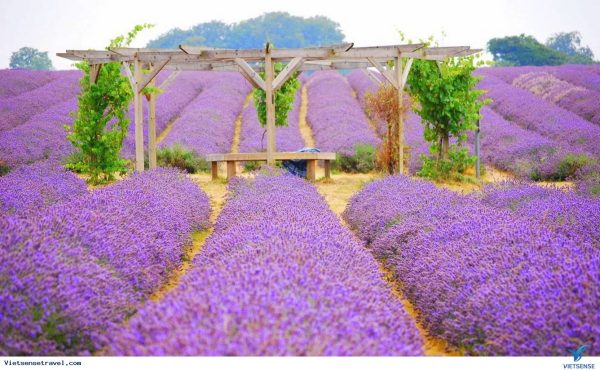 Lavender trong đời sống hiện đại