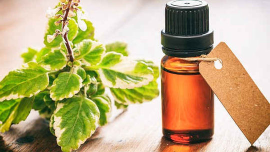 Tác dụng của tinh dầu húng quế là gì?