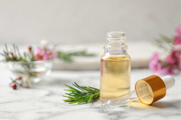 Công dụng của tinh dầu tràm trà và tràm gió trong đời sống