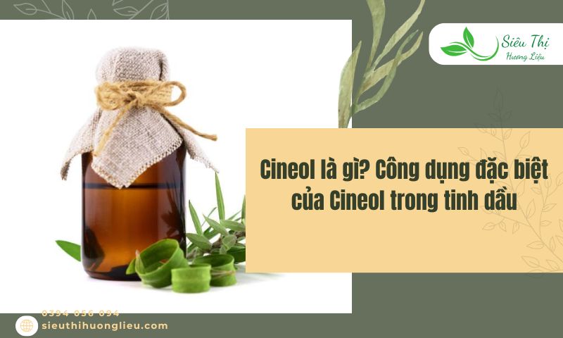 Cineol là gì? Công dụng đặc biệt của Cineol trong tinh dầu