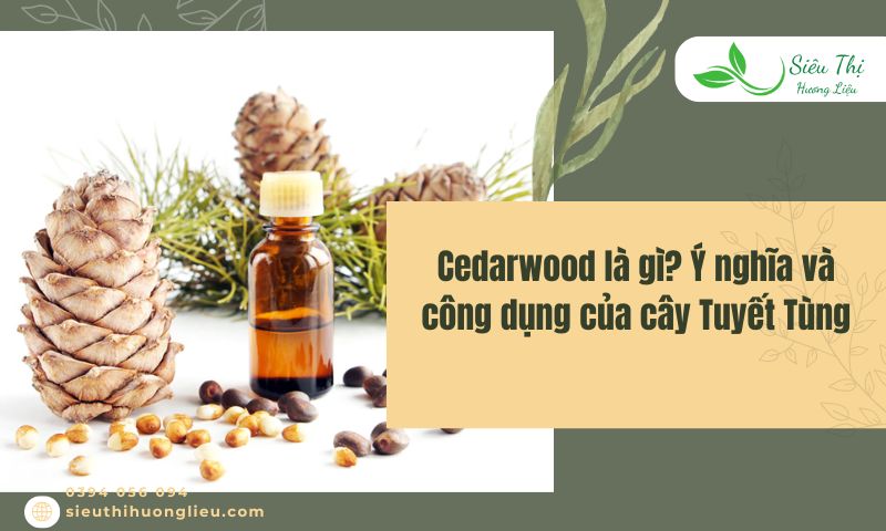 Cedarwood là gì? Ý nghĩa và công dụng của cây Tuyết Tùng