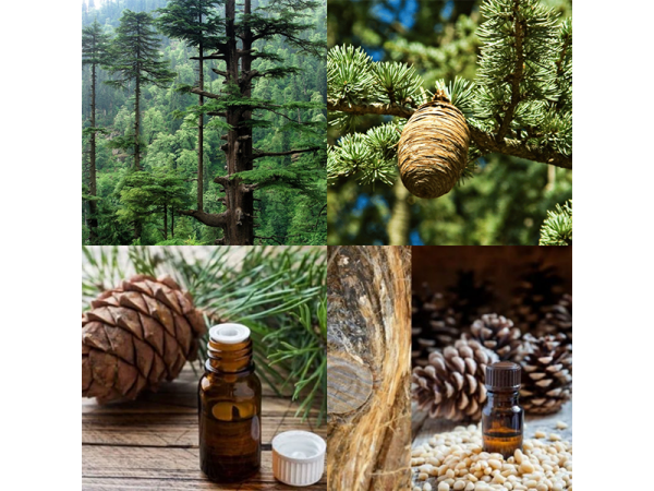 Tinh dầu Cedarwood trong xu hướng sống xanh
