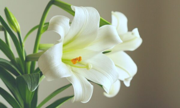 Hoa lily (Lilium) là một loài hoa thuộc họ Liliaceae