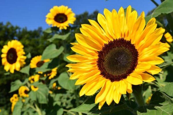 Hoa hướng dương (Helianthus annuus) nổi bật với đặc điểm là luôn hướng về phía ánh sáng mặt trời