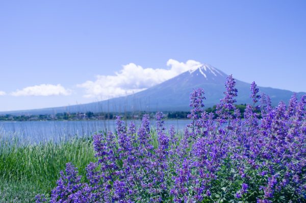 Ý nghĩa và biểu tượng của Lavender