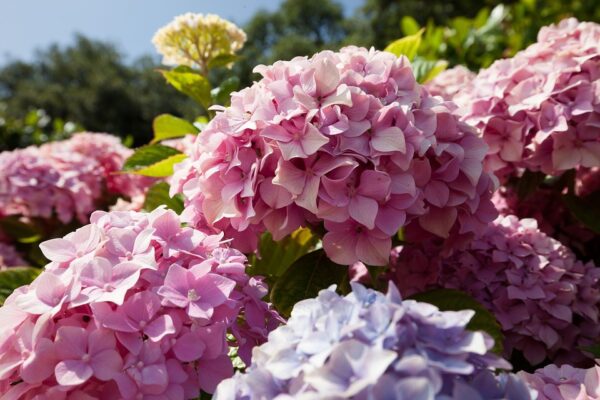 Hoa cẩm tú cầu là biểu tượng của sự biết ơn và tình bạn