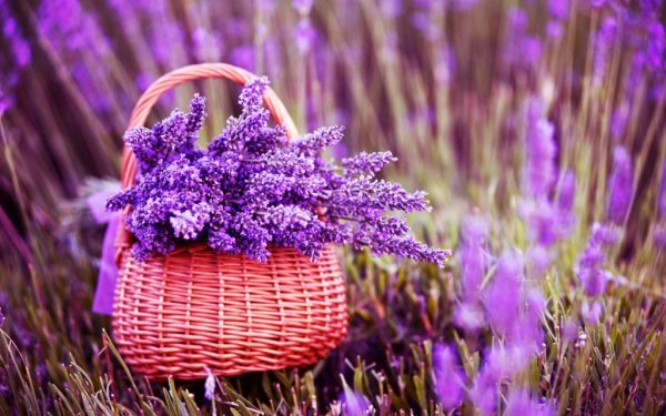 Tổng quan và khởi nguyên của Lavender