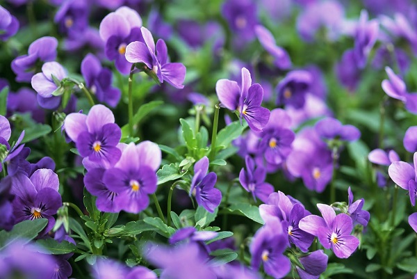 Hoa violet (Viola) là loài hoa thuộc họ Violaceae có màu sắc từ tím, xanh đến vàng và trắng