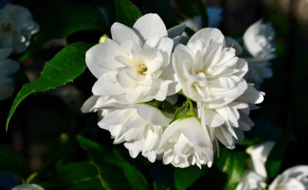 Hoa nhài (Jasminum) có hương thơm đặc biệt và được ưa chuộng trong việc sản xuất nước hoa