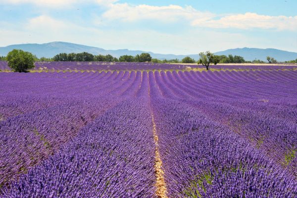Ý nghĩa và biểu tượng của Lavender