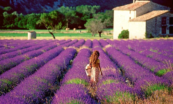Đặc điểm sinh học của Lavender