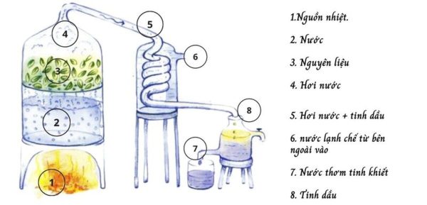 Cách làm tinh dầu húng quế bằng phương pháp chưng cất hơi nước