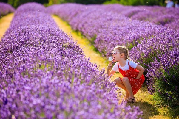 Tinh dầu Lavender: chiết xuất và ứng dụng
