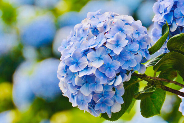 Hoa cẩm tú cầu (Hydrangea) là nổi bật với những chùm hoa to, đa dạng về màu sắc