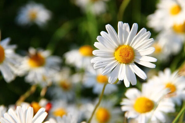 Hoa cúc (Chrysanthemum) có nhiều màu sắc và được trồng rộng rãi ở các quốc gia châu Á