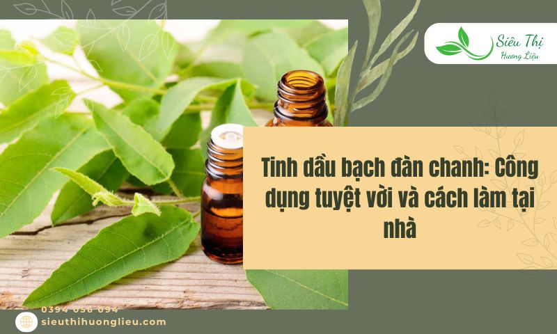 Tinh dầu bạch đàn chanh: Công dụng tuyệt vời và cách làm tại nhà