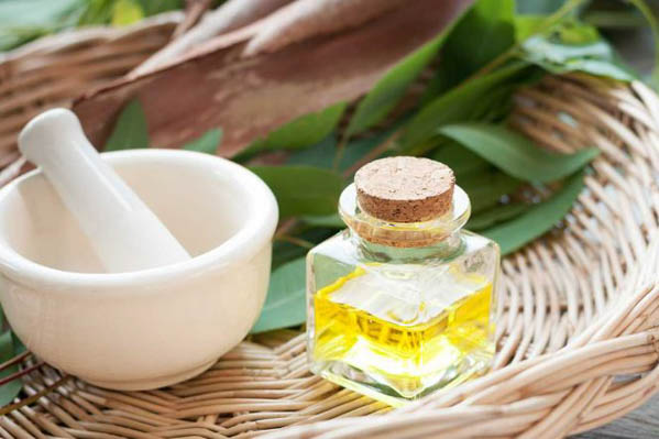 Tổng quan về tinh dầu bạch đàn chanh