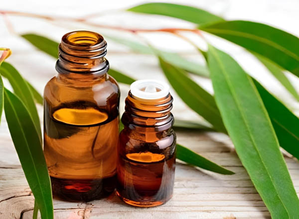 Tiêu chí chọn tinh dầu bạch đàn chanh chất lượng